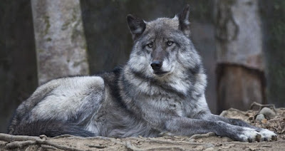 Canis  Lupus  Pambasileus