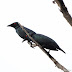 About the Asian Glossy Starling