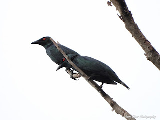 Male or female Asian Glossy Starlings