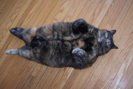 animals_94_35