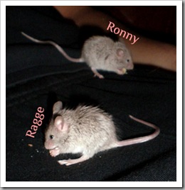 raggeronny