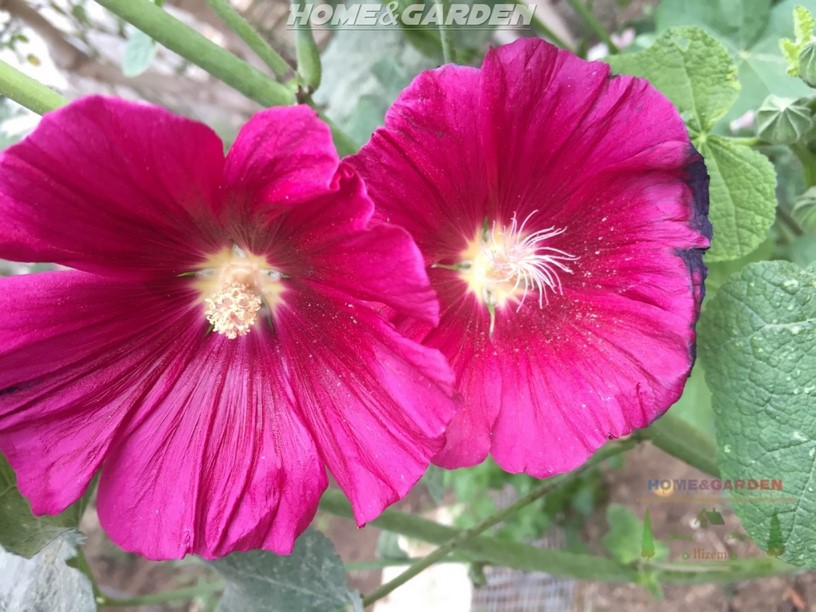 Hollyhock Flower adds beauty and height to the garden