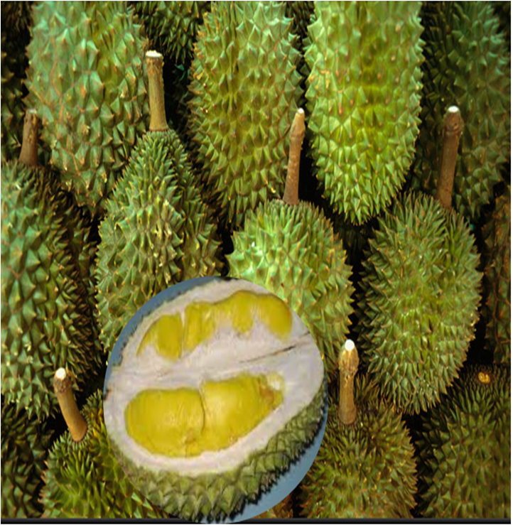 MENCARI KEBAHAGIAAN HIDUP: Durian, Buah Eksotik