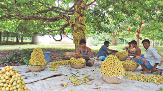 Burmese grape