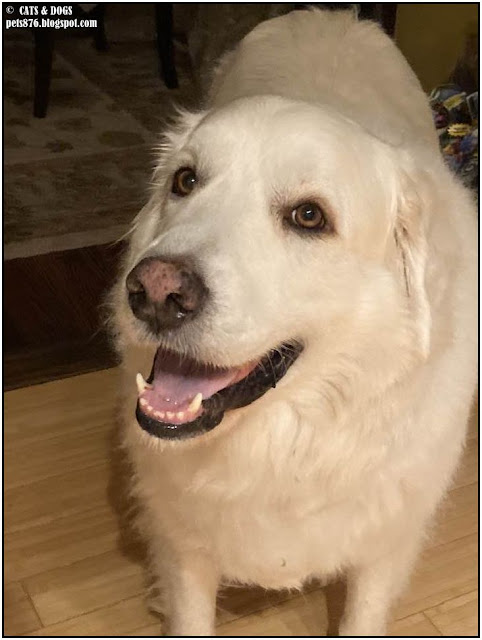 pyrenean mountain dog