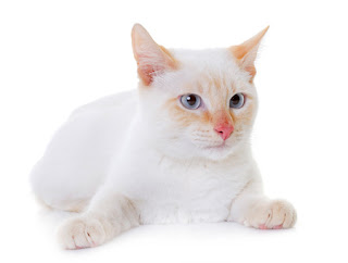 أفضل سلالات القطط البيضاء لاتخاذها كحيوانات أليفة