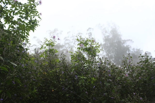 Neelakurinji