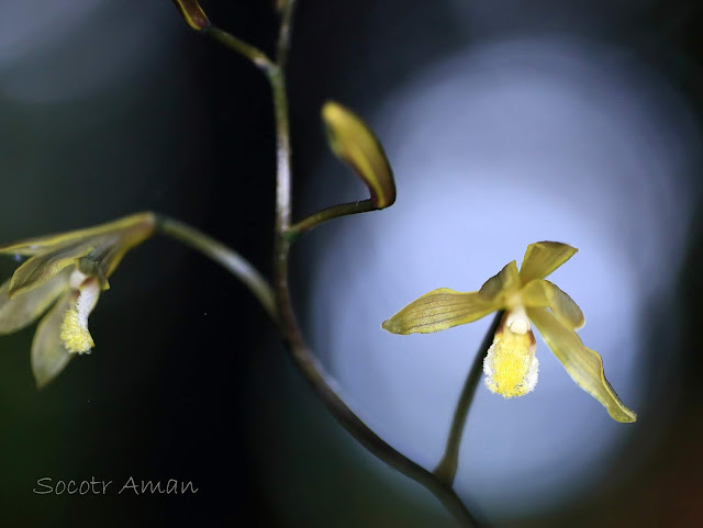 Lecanorchis japonica