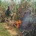 Siap Panen, Lahan Tebu Dilalap Si Jago Merah