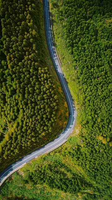 Aerial View Turning road In A Forest Free Wallpaper