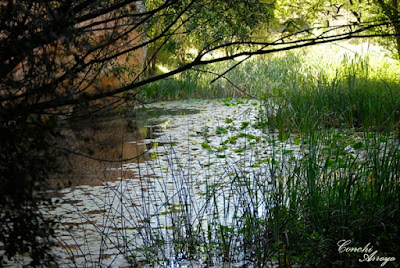 Nenúfares en pequeñas charcas que forma el rio