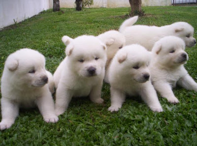 Filhotes de  Akita Inu 