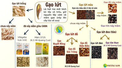 Các loại gạo lứt