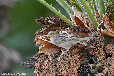 Pardal comú (Passer domesticus)