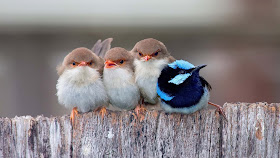 a-cute-lovely-birds-images