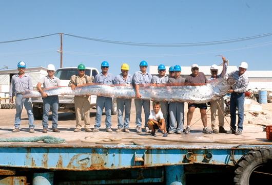 Misteri Oarfish, Ikan Purba Yang Erotis [ www.BlogApaAja.com ]