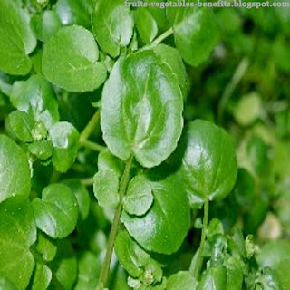 benefits_of_eating_watercress_fruits-vegetables-benefits.blogspot.com(11)