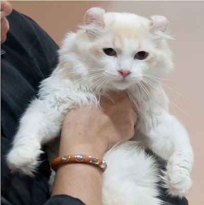 american curl cat