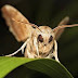 What to do if you see a moth?