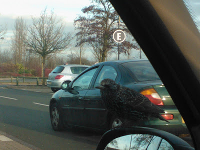 A Starling on my Wing Mirror