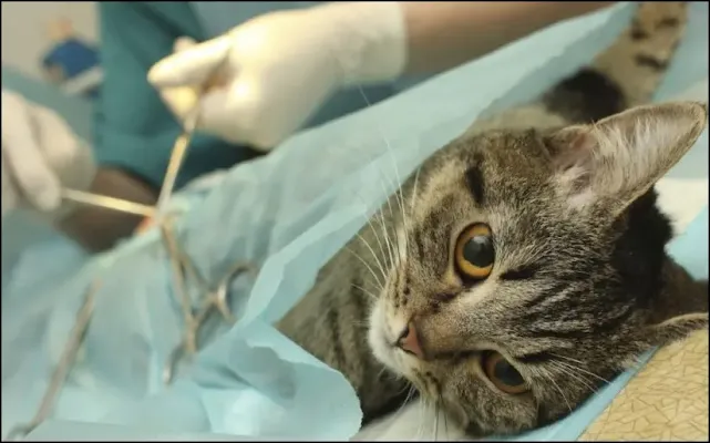 Dişi Kedi Kısırlaştırma Operasyonu (Ovariohysterectomy)