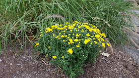 autumn mums are beginning to blossom