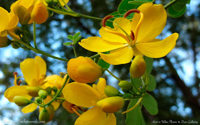 heart in yellow flowers