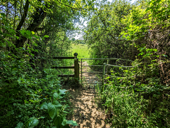 Go through the gate and then follow Hatfield footpath 84