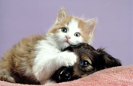 cute puppies and kittens wallpaper. cute puppies and kittens