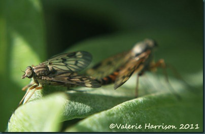 scorpion-flies-mating