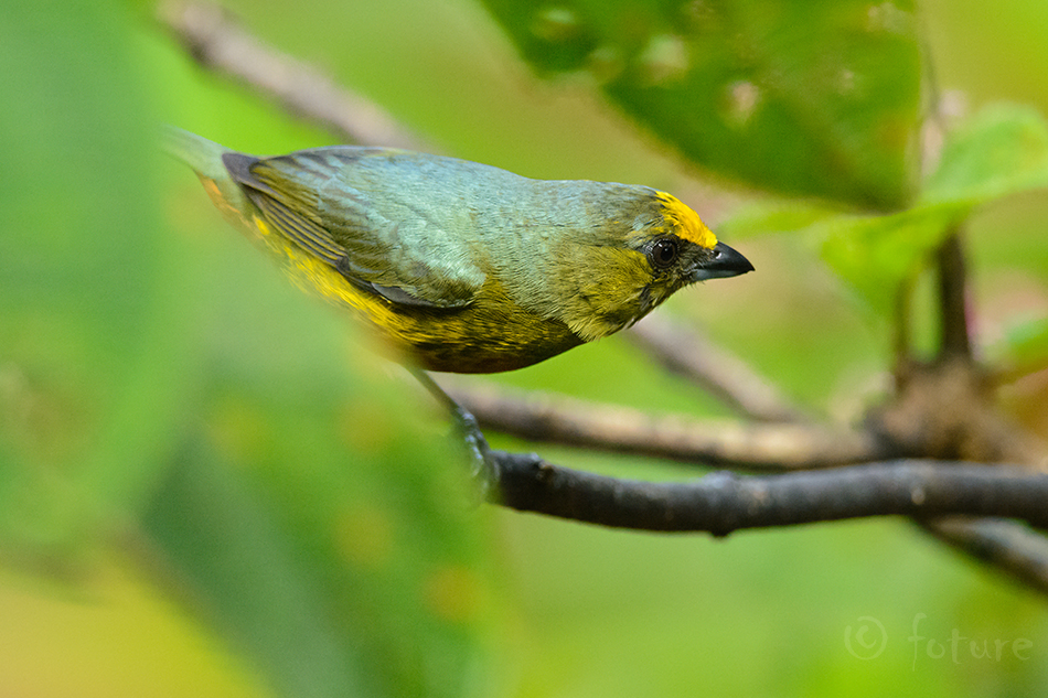 Oliiv-marjavint, Euphonia gouldi, Olive-backed Euphonia, vint