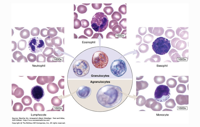 Definition, Structure and Function of Leukocytes (White Blood Cells)