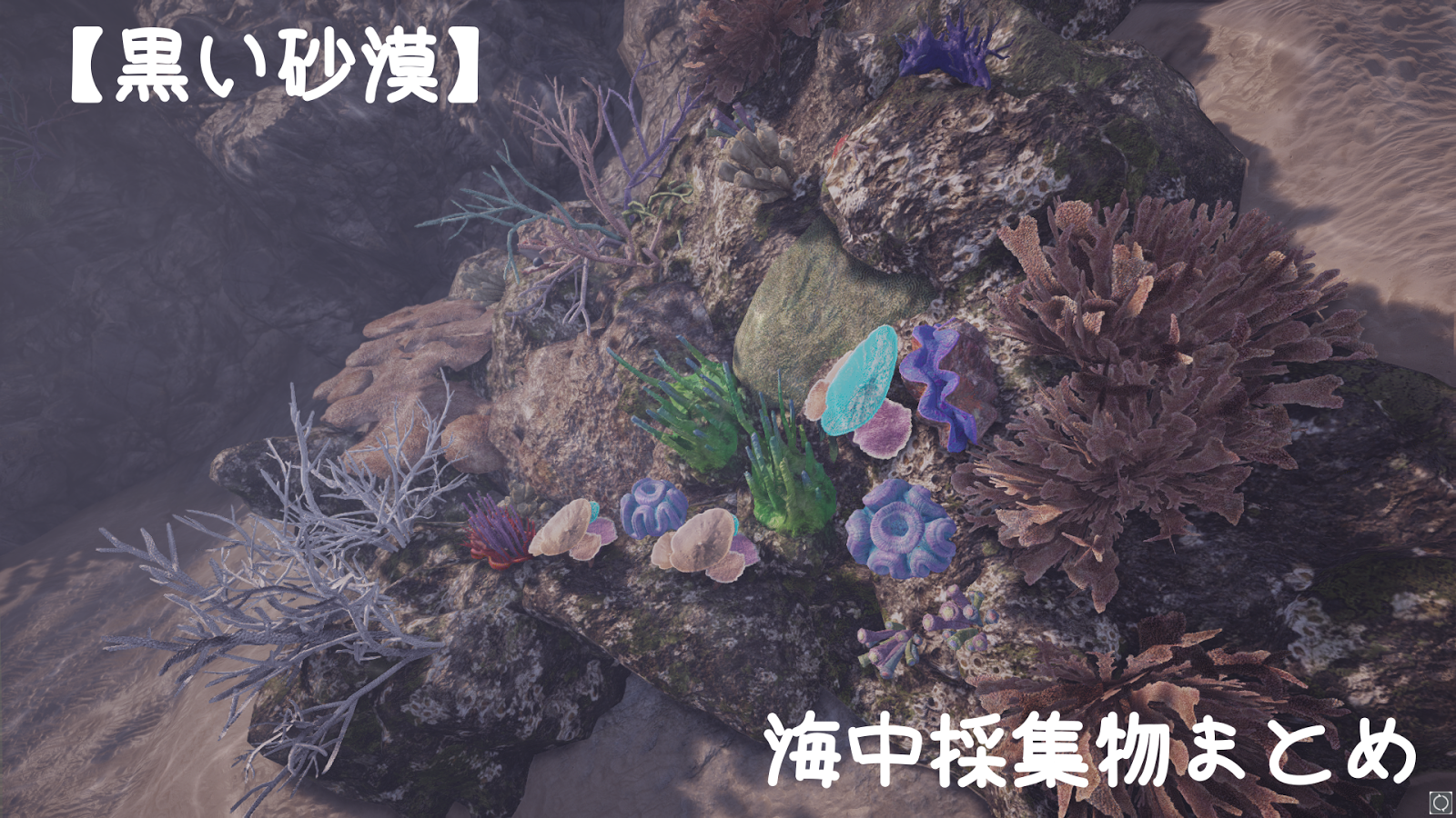 海中採集物まとめ 砂漠の覚え書き