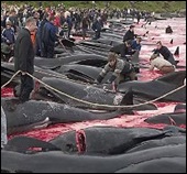 dolphins