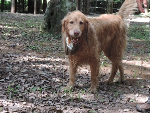 Cães em foco 1 (99)