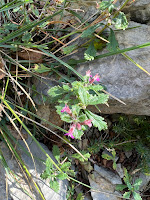 [Lamiaceae] Teucrium chamaedrys