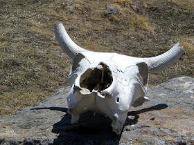 Gorson Top, Auli, Garhwal, Uttarakhand, weekend getaway, Himalayas, trek, alpine meadow, ibex