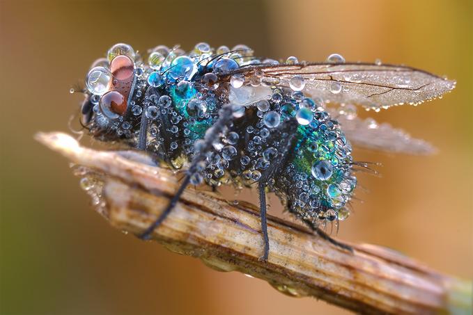 Insectos Sorprendentes