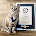 The Richest Cat in The World is Worth $100 Million