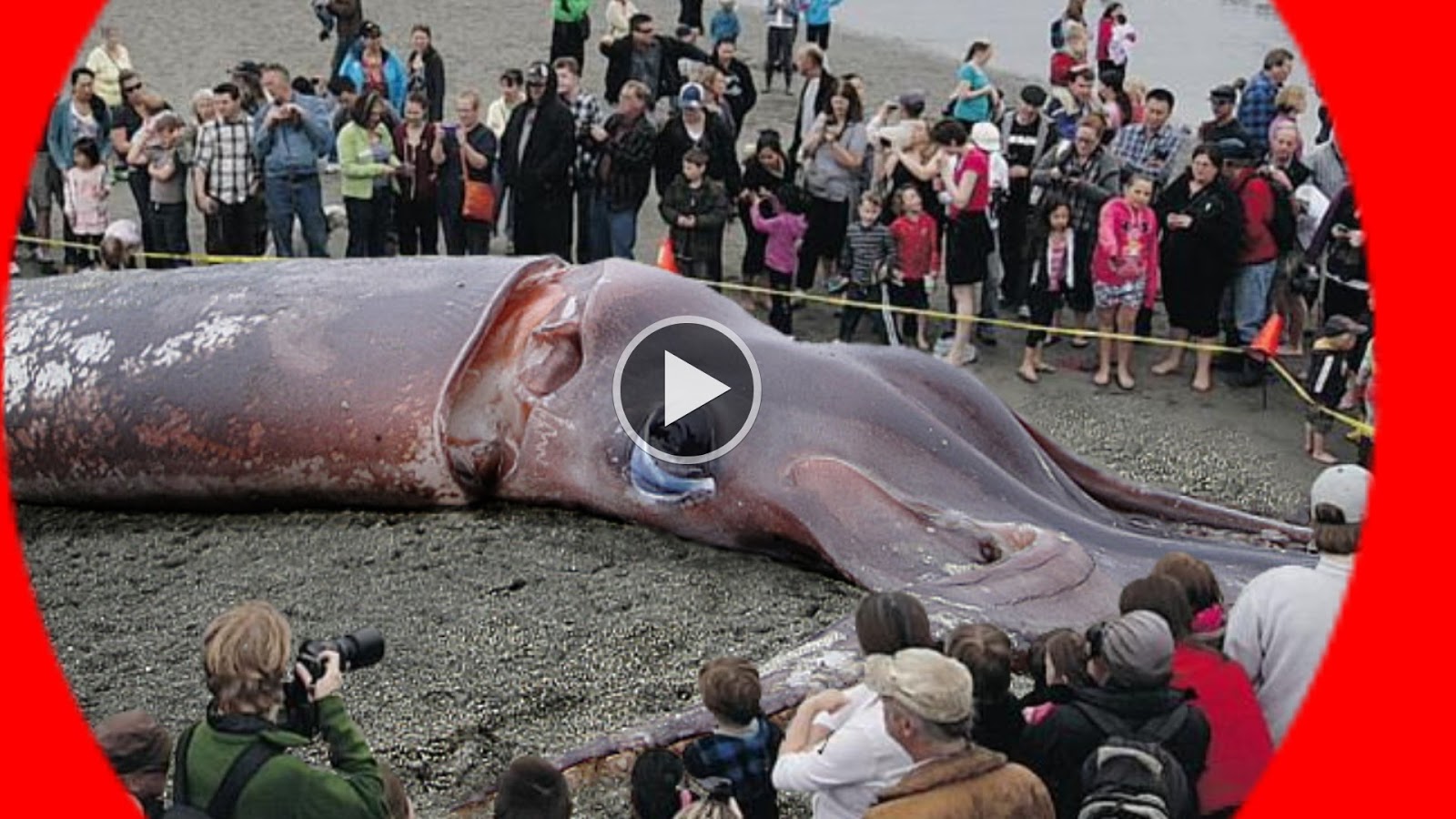 GIANT SQUID found 50-foot-long New Zealand 