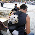 Fotos de perros, el mejor amigo del hombre