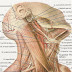 Superior Thyroid Artery