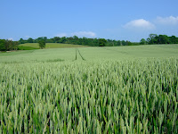 Wheat field