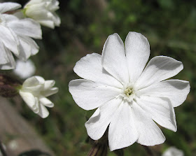 Flower of the white campion, Silene latifolia, in High Elms Country Park on 3 May 2011. This plant hybridises readily with the red campion.