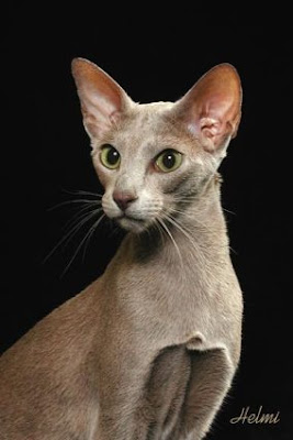 Oriental Shorthair