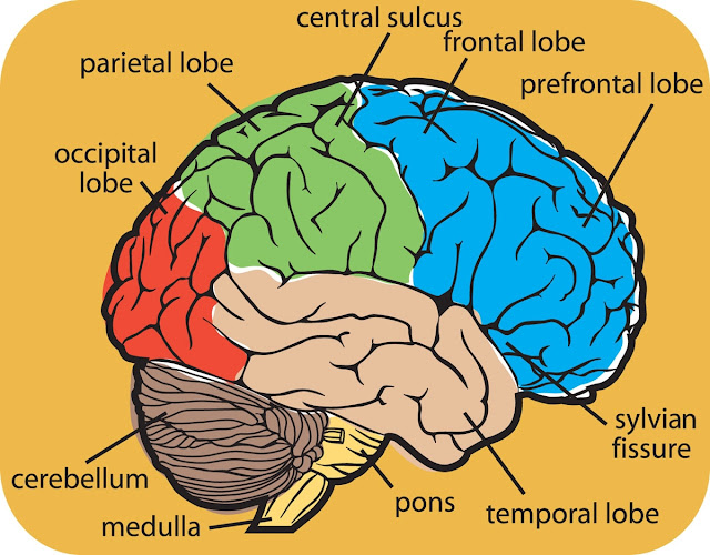 Brain Structure And Functions1