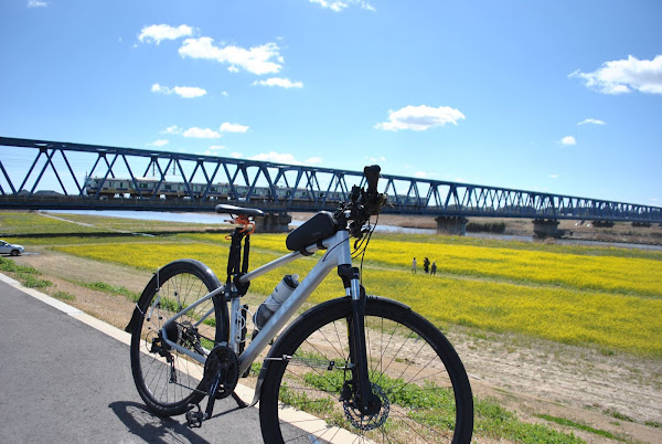 日立市久慈川沿いの菜の花畑