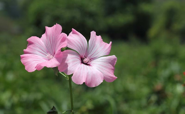 Annual Mallow Flowers Pictures