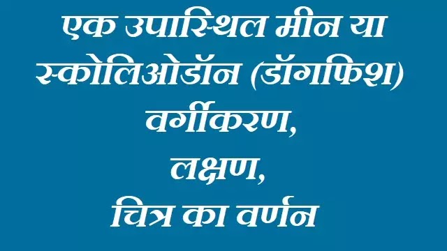 एक उपास्थिल मीन या स्कोलिओडॉन (डॉगफिश) (Scoliodon) : वर्गीकरण, लक्षण, चित्र का वर्णन|hindi