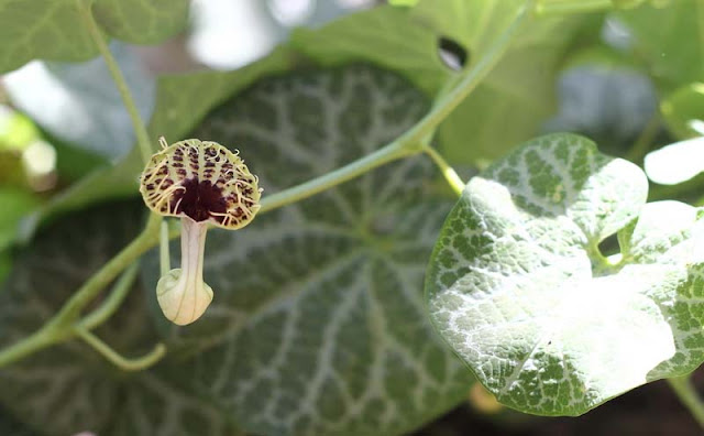 Aristolochia Fimbriata Flowers Pictures